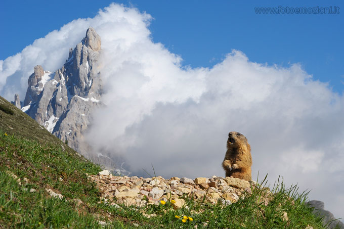 Marmotta (Marmota marmota) fotogrfata nel parco naturale di paneveggio ai piedi della pale di san martino