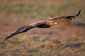 Aquila delle steppe (aquila rapax)  in volo, Masai Mara, safari di caccia fotografica in africa