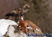 Aquila preda Volpe rossa invernale (Vulpes vulpes) fotografata in valle d'aosta, fotografia naturalistica scelta dal forum