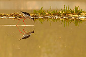 Cavaliere d'Italia (Himantopus himantopus) una fotografia naturalistica mentre cerca cibo nell'acqua bassa