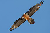 Gipeto adulto in volo (Gypaetus barbatus), caccia fotografica avvoltoio degli agnelli