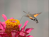 Macroglossa Stellatarum in volo, macrofotografia naturalistica