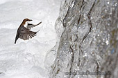 merlo acquaiolo fotografato in volo mentre entra nella cascata (Cinclus cinclus), località valle di fiemme trentino