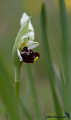macrofotografia orchiea (Ophrys_holoserica) dal forum della fotografia naturalistica