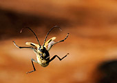 Pachyta quadrimaculata in volo foto ravvicinata di insetti
