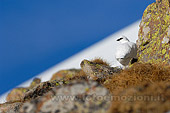 Pernice bianca invernale (Lagopus mutus) fotografia naturalistica scatta in valle di viemme trentino