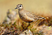 uccello migratore, il Piviere Tortolino (Charadrius morinellus), passa in trentino nella valle di fiemme 