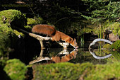 Scoiattolo rosso (Sciurus vulgaris) caccia fotografica di mammiferi