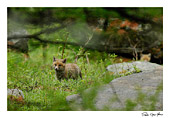 piccolo di volpe, Volpacchiotto (Vulpes vulpes), fotografia naturalistica della settimana realizzata in valle d'aosta