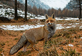 Foxi Volpe rossa invernale (Vulpes vulpes) fotografata in valle d'aosta, fotografia naturalistica scelta dal forum