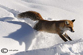 maschio di Volpe rossa invernale (Vulpes vulpes) fotografata in valle d'aosta, fotografia naturalistica scelta dal forum