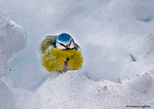 Cinciarella (Parus caeruleus) palla di piume nella neve - fotografia naturalistica della settimana