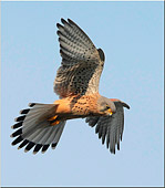 Spirito Santo del Gheppio (Falco tinnunculus) foto naturalistica di rapaci diurni