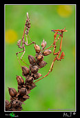 mantidi religiose (Empusa pennata) foto ravvicinata macro di insetti