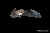 Rinolofo maggiore o Ferro di cavallo (Rhinolophus ferrumequinum) pipistrello in volo fotografia notturna
