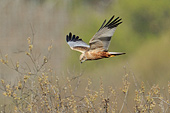 (circus aeruginosus) falco di palude fotografato in volo in caccia